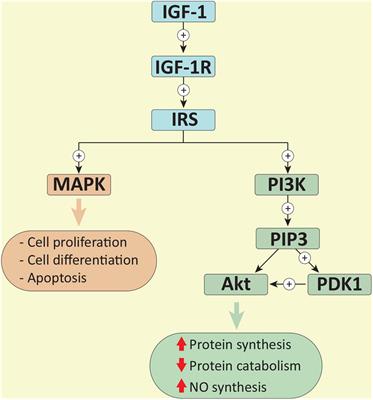 The Role of Exercise-Induced Molecular Processes and Vitamin D in Improving Cardiorespiratory Fitness and Cardiac Rehabilitation in Patients With Heart Failure